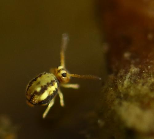 Réf. 248 208 : Sminthurinus elegans